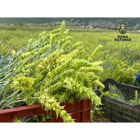 DONA NATURAE | Griechischer BIO BERGTEE vom OLYMP (250g) | 100% Sideritis Scardica | Geschnitten | Kosteneffiziente Verpackung