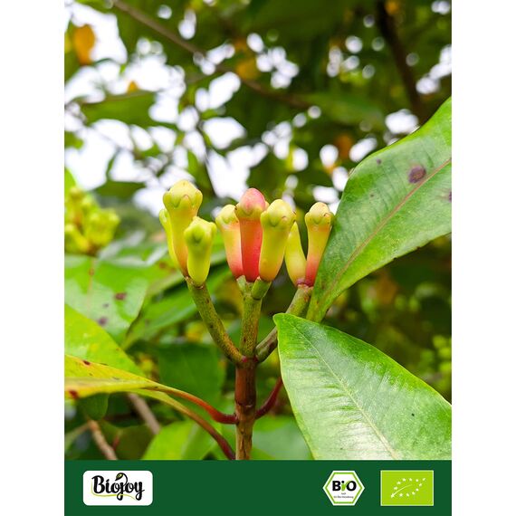 Biojoy BIO-Nelken ganz (100 g), getrocknet Gewürznelken, ohne Zusätze (Syzygium aromaticum)