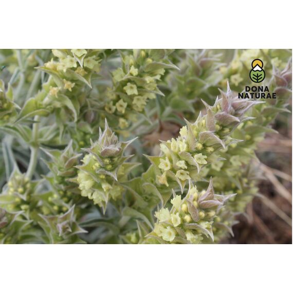 DONA NATURAE | Griechischer BIO BERGTEE vom OLYMP (250g) | 100% Sideritis Scardica | Geschnitten | Kosteneffiziente Verpackung