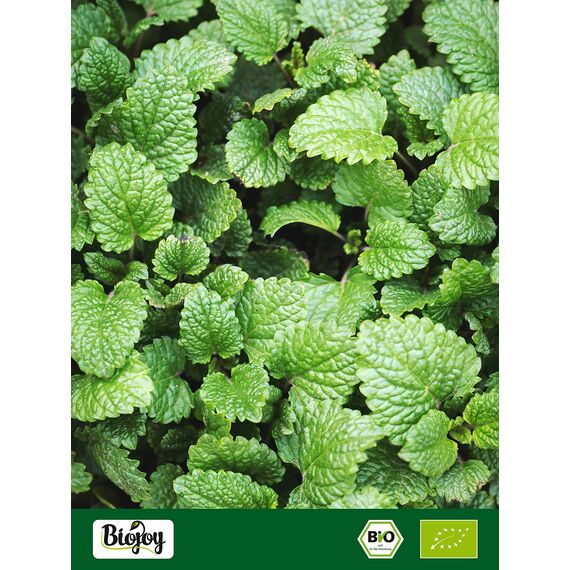 Biojoy BIO-Melissenblätter-Tee (250 g), getrocknet und geschnitten, Melissen-Tee (Melissa officinalis)