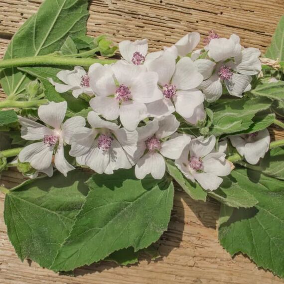 Eibischwurzel 500g I Eibischwurzel getrocknet und geschnitten I ideal für Eibischwurzel-Tee I süßer Geschmack I naturrein I Kräutertee lose I vom Achterhof