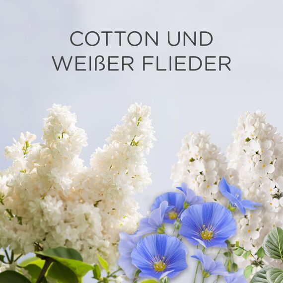 Air Wick Duftölflakon Nachfüller Cotton und Weißer Flieder – Blumig-frischer Raumduft – 6er Duftöl Set – Plastikfreie Verpackung