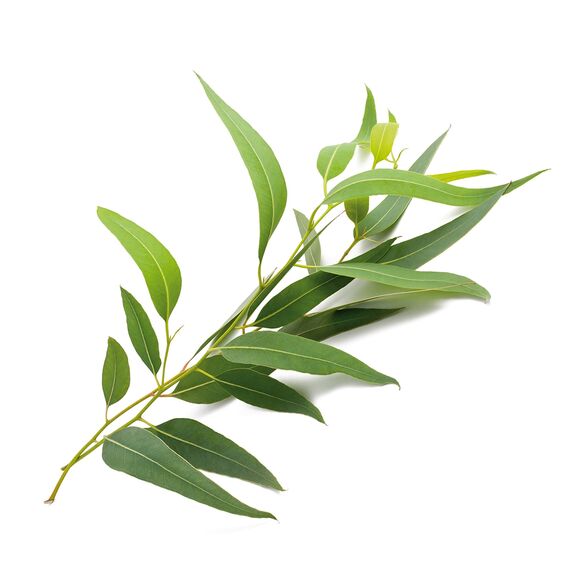 Eukalyptusöl BIO⎟30 ml Ätherisches Öl 100% Naturrein⎟Eucalyptus Radiata Inhalation Diffusion Aromatherapie Aroma Diffuser Naturkosmetik Erfrischend Befreiend verstopfte Nase Vegan⎟Bien-Être Mearome