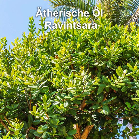 Ravintsaraöl BIO | 10 ml Ravintsara Ätherisches Öl 100% Naturrein | Ravinsara Aromaöl | Duftöl Aromatherapie Essential Oil Vegan reinigend stärkend gegen Winterprobleme