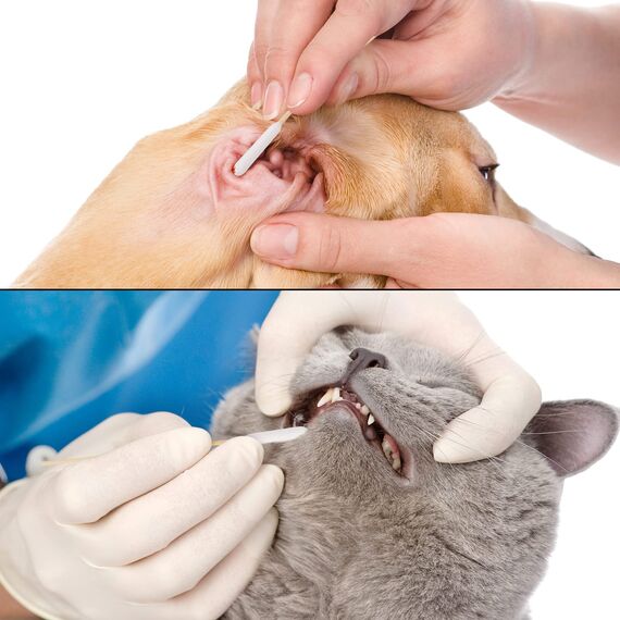 FANTESI 200 Stück Hunde Wattestäbchen Ohrreiniger für Haustiere Ohrreinigung für Hunde, 15 cm Ohrreiniger Ohrreinigungsstäbchen für Haustiere Hund, Katze (4-Packungen)