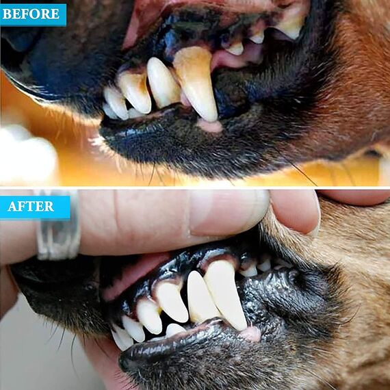 YSCARE Zahnpflegeset Zahnaufhellung Zahnbelag-Entferner Werkzeuge für Hunde und Katzen Zahnspiegel Zahnreiniger Mundpflege 3-teiliges Set