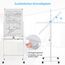 COSTWAY Doppelseitiges mobiles Whiteboard, 60 x 90 cm, höhenverstellbares magnetisches Whiteboard mit Rollen, Ständer und Stiftablage, inkl. Zubehör für Schule, Büro, Zuhause (Weiß)