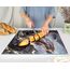Kitchenville Glasschneidebrett 50×40 cm – Hygienisches Schneidebrett aus gehärtetem Glas – Hitzebeständig, Kratzfest & Rutschfest – Glasplatte für die Küche – Grau & Gold