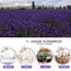 CoolCrafts Lavendelblüten 900g Lavendel Getrocknet Lavendel für Lavendelkissen, Seife, Duftsäckchen, Potpourri Duft