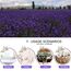 CoolCrafts Lavendelblüten Getrocknet 115g Lavendel Getrocknet für Hochzeit, Bastelarbeiten, Duftsackchen