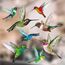 Stickers4 Vogelaufkleber für Fensterscheiben zum Schutz gegen Vogelschlag | Vogelschutz Fenster | 8 x Schöne Kolibri-Glasaufkleber, doppelseitig und selbstklebend zum Schutz gegen Vogelkollisionen
