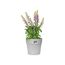 elho Vibia Straight Rund 40 - Blumentopf für Außen - Ø 39.0 x H 36.8 cm - Grau/Living Beton