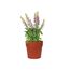 Elho Vibia Straight Rund 30 - Blumentopf - Brique - Draußen - Ø 30 x H 27.7 cm