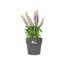 elho Vibia Straight Rund 47 - Blumentopf für Außen - Ø 47.0 x H 44.4 cm - Schwarz/Anthrazit