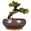EPFamily Bonsai-Pflanztopf aus Keramik, glasiert, flach, Sukkulenten-Übertopf mit Ablaufloch und Untersetzer aus Bambus für Zimmerpflanzen, 20,3 cm, Braun
