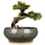 EPFamily Bonsai-Pflanztopf aus Keramik, glasiert, flach, Sukkulenten-Übertopf mit Ablaufloch und Untersetzer aus Bambus für Zimmerpflanzen, 20,3 cm, Grün