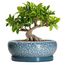 EPFamily Bonsai-Töpfe aus Keramik, 25,4 cm, mit Drainagelöchern und Untersetzern, Skala, Blau-Grau