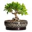 EPFamily Bonsai-Töpfe – 20,3 cm Keramiktöpfe für Pflanzen mit Ablaufloch und Untersetzer, runder Sukkulentententopf, Bonsai-Pflanzgefäße für drinnen und draußen, Flache Pflanzschale