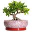 EPFamily Bonsai-Töpfe aus Keramik, 25,4 cm, mit Ablauflöchern und Untersetzern, Rot