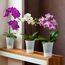 Santino 6er-Set Orchideentopf transparent mit selbstbewässerndem Dochtsystem - D 15 cm - Transparent - 2 L