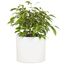Fox & Fern Übertopf L - Blumentopf Gross inkl. Wasserabfluss - Blumentopf hoch 27cm - Übertöpfe für Zimmerpflanzen - 30cm Durchmesser - Pflanzentöpfe groß - Plant Pot - weiß matt