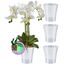 Santino 4er-Set Orchideentopf transparent mit selbstbewässerndem Dochtsystem - D 15 cm - Transparent - 2 L