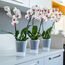 Santino 4er-Set Orchideentopf transparent mit selbstbewässerndem Dochtsystem - D 15 cm - Transparent - 2 L
