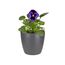 elho Brussels Rund Mini 10.5 - Blumentopf für Innen - Ø 11.0 x H 9.7 cm - Schwarz/Anthracite