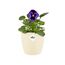 Elho Brussels Rund Mini 10,5 - Blumentopf - Elfenbein - Drinnen - Ø 11 x H 9.7 cm