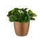 Elho Brussels Rund Mini 12,5 - Blumentopf - Samt Gold - Drinnen - Ø 13 x H 11.4 cm