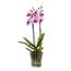 TREND FOR HOME Blumentopf Glas 13.5 cm Blumentopf Orchideen Orchideentopf Transparent Übertopf aus Glas Pflanztopf Übertopf aus Blumenkübel Blumenübertopf | 1000 ml | ⌀ 12.5 cm | Orchid