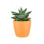 Elho Brussels Rund Mini 9,5 - Blumentopf - Sunrise Orange - Drinnen - Ø 10.2 x H 8.7 cm