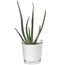 TREND FOR HOME Blumentopf Glas 13.5 cm Blumentopf Orchideen Orchideentopf Transparent Übertopf aus Glas Pflanztopf Übertopf aus Blumenkübel Blumenübertopf | 1000 ml | ⌀ 12.5 cm | Orchid