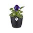 Elho Brussels Rund Mini 10,5 - Blumentopf - Lebhaft Schwarz - Drinnen - Ø 11 x H 9.7 cm