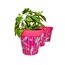Hum Flowerpots, 22 cm, 3er-Set, in Verschiedenen Farben und Mustern, Blumentöpfe aus Kunststoff für Drinnen und Draußen, Rosa Papageien