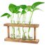 Desktop-Pflanzen-Terrarium, Anzuchtstation, 4 Reagenzgläser, Übertopf, Tisch-Glas-Pflanzgefäß, Vase mit Holzständer für Hydrokulturpflanzen, Heimbüro, Tischdekoration