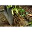 Root Slayer Radius Garden Wurzel-Spaten – 2017 Green Thumb Award for Most Innovative Garden Tool, rot