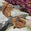 Design Toscano Woodland Eichhörnchen Chomper und Scamper Gartenstatuen, Polyresin, vollfarbe, 18 cm, 2er Set