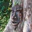 Design Toscano Der Geist von Nottingham Woods Greenman Wandskulptur, Polyresin, holzton, 38 cm
