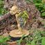 Top Collection Miniatur Feengarten und Terrarium Statue Garden Pixie Elfe mit Baby-Drache