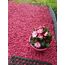 RockinColour Dekosteine Dekosteine Gartensteine 20mm Hot Pink Ideal für Dekoartikel UV-stabil und witterungsbeständig sichere Farbbeschichtung 14kg-15kg