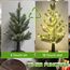 Weihnachtsdeko Lichterbaum Für Innen Weihnachtsbaum mit 60 LEDs & Timer, Weihnachten deko LED Baum Lichter mit Schnee Weihnachten Lichterbaum Für Weihnachtsdeko Tisch, USB & Batterie