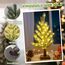 Weihnachtsdeko Lichterbaum Für Innen Weihnachtsbaum mit 60 LEDs & Timer, Weihnachten deko LED Baum Lichter mit Schnee Weihnachten Lichterbaum Für Weihnachtsdeko Tisch, USB & Batterie
