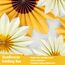SUNBEAUTY 9 Stück Sonnenblumen Papierfächer Party Dekoration Gelb Seidenpapier Fächer Beige Hängende Girlande für Geburtstag Hochzeit Tischdeko Abschluss Party Deko