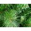RS Trade 1101 Colorado-Mix 270 cm Weihnachtsbaum PVC künstlich (Ø ca. 152 cm) mit 2144 Spitzen Schnellaufbau Klapp-Schirmsystem, schwer entflammbar, unechter Tannenbaum inkl. Metall Christbaum Ständer