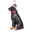 Design Toscano Christmas Ornaments, Weihnachten Rottweiler Ferienhundeornamente
