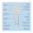 Geschenkartikel: ROMINOX Key Tool // Lion, 22 Funktionen, Edelstahl Multitool, Multifunktionswerkzeug, Kleinigkeit für Adventskalender