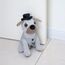 Forecronic Dekorativer Türstopper für Zuhause und Büro, beschwerter Stoff Innentürstopper, Tier-Türstopper, Ritter Hund