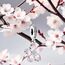 Feitery Cherry Blossom Dangle Charm Herz Anhänger Armband zum Muttertag