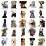 50 Stück Lustige Meme Sticker Set,Meme Aufkleber für Auto Laptop Skateboard Fahrrad Moped Motorrad Fahrrad Computer,Geeignet für Erwachsene (Hund)